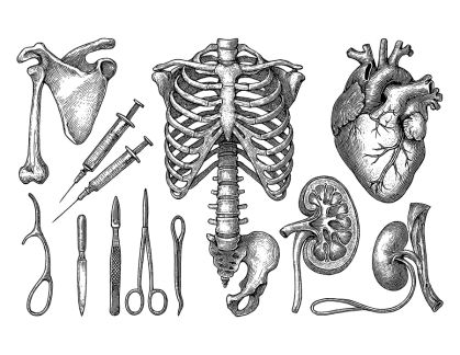 vintage medical illustration of bones, organs and medical supplies